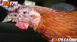 Bệnh đậu gà - Nguyên nhân từ các vết trầy xước,...mà mọi người cần chú ý