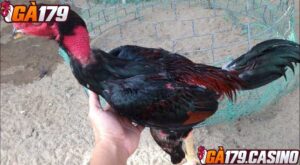 Màu sắc lông là yếu tố thể hiện khả năng đá tốt của gà chiến