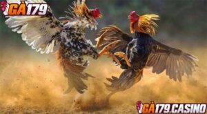 Dựa vào thế đá của gà để chọn chiến kê bất bại trong tương lai