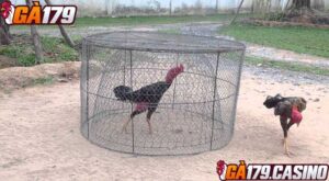 Anh em nên biết cách chọn đá gà đòn Bình Định