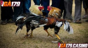 Đá gà thomo tại đá gà 179 rất uy tín