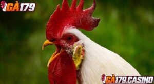 Người chơi gà đá có thể dựa trên các đặc điểm để phân biệt chiến kê tử mị