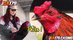 Kích thước của mồng trích không quá to