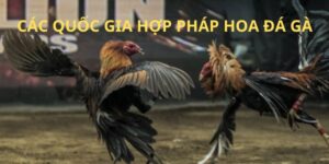 Tổng hợp danh sách các quốc gia hợp pháp hóa đá gà