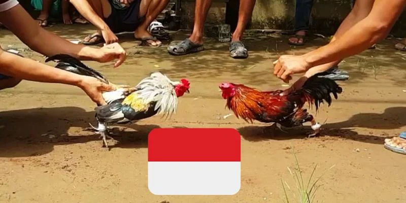 Campuchia là quốc gia hợp pháp hóa hoạt động đá gà