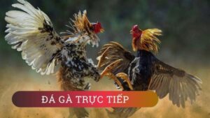Tham gia xem và cá cược trực tiếp