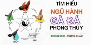 Vì sao cần phải xem màu mạng của gà đá?