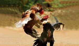 Tìm hiểu giống gà Asil đá có hay không?