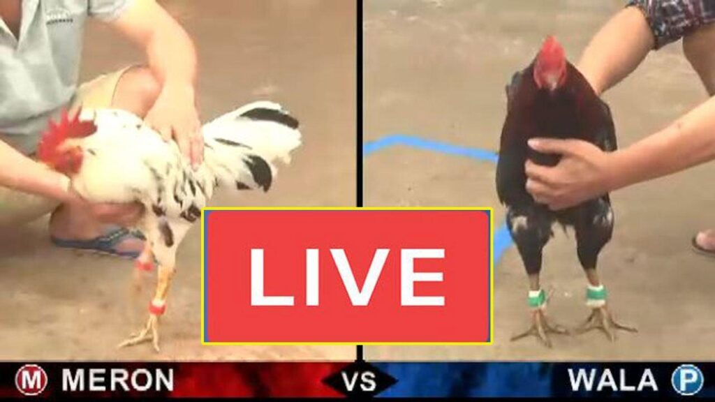 Các loại hình đá gà online ngày càng thu hút người chơi