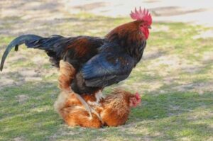 Tránh cho gà đạp mái trước trận đấu để giữ vững phong độ