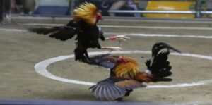 Hướng dẫn cách chơi và xem đá gà trực tuyến có hiệu quả nhất 