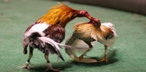 Trải nghiệm đá gà cựa sắt ngay hôm nay