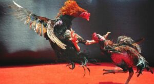 Coi đá gà trực tiếp tại nhà cái Ga179