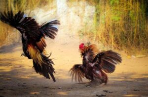 Có thể theo dõi, cá cược đá gà ở bất kỳ đâu mà bạn muốn