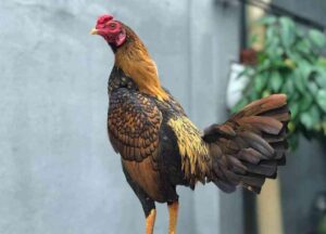 Gà Asil có họ hàng với gà tre