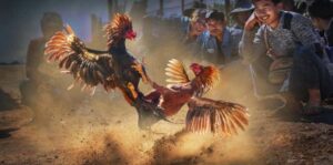 Luật đá gà campuchia trực tuyến